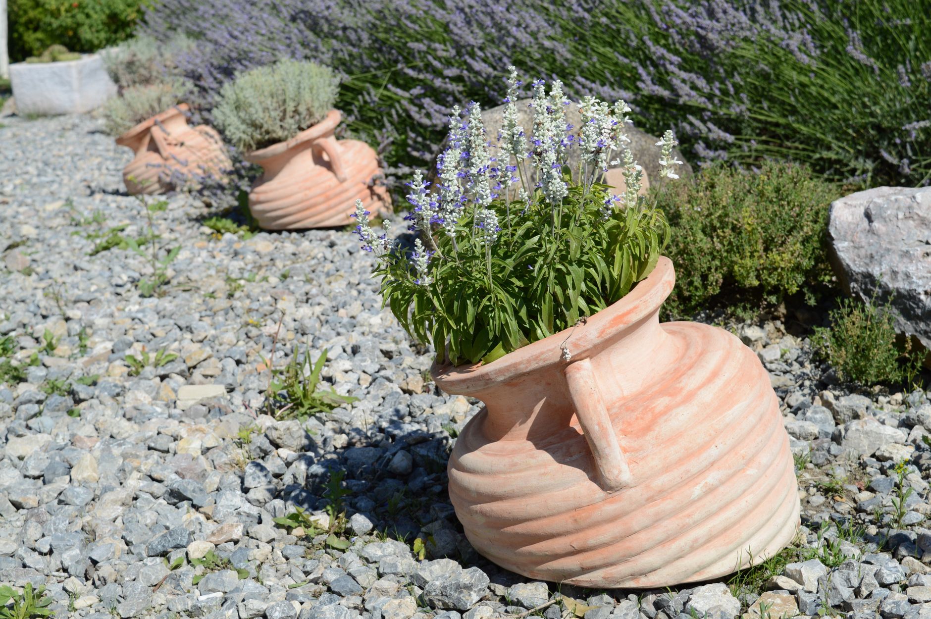 Lavanda Hidcote, paket 6 sadnica